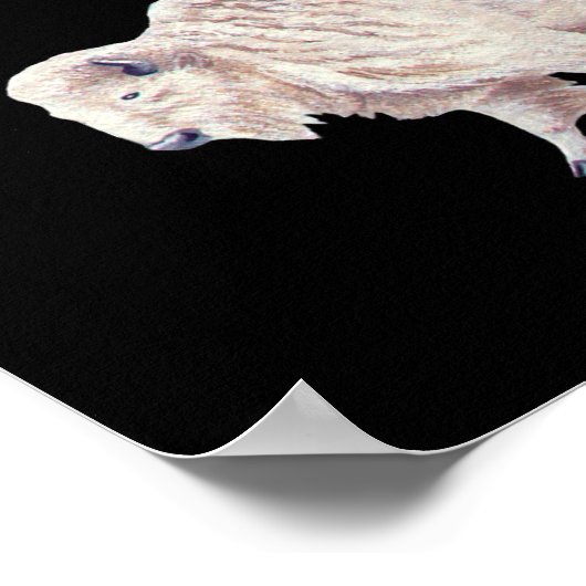 White Buffalo Koe Full Moon Poster (Hoek)