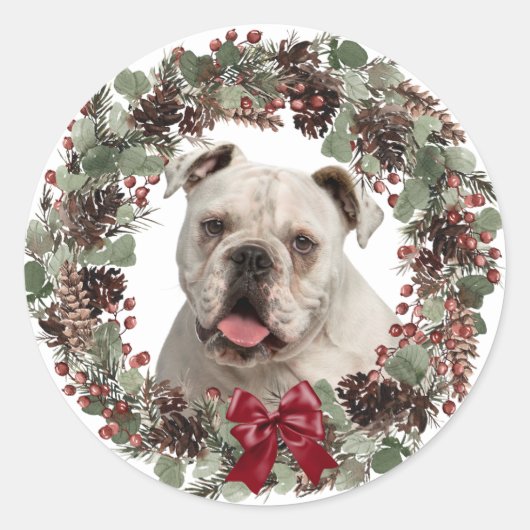 White Bulldog Pinecone Wreater Kerstmis Ronde Sticker (Voorkant)