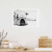 White Bulldog Slaping Poster (Keuken)