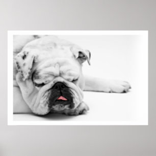 White Bulldog Slaping Poster