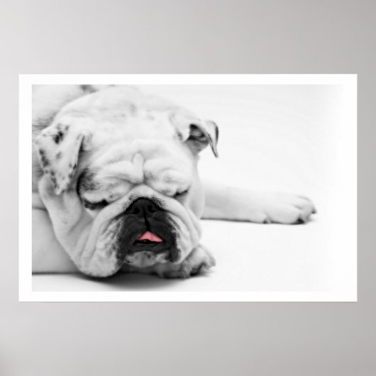 White Bulldog Slaping Poster (Voorkant)