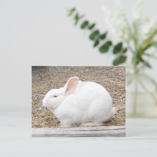 White Bunny Rabbit Briefkaart (Staand voorkant)