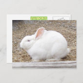 White Bunny Rabbit Briefkaart (Voorkant / Achterkant)
