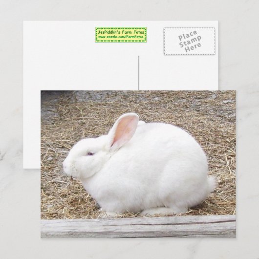 White Bunny Rabbit Briefkaart (Voorkant / Achterkant)