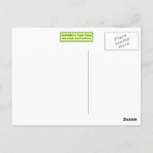 White Bunny Rabbit Briefkaart (Achterkant)