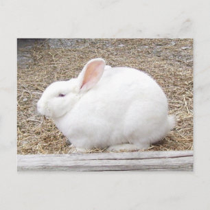 White Bunny Rabbit Briefkaart