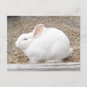 White Bunny Rabbit Briefkaart (Voorkant)