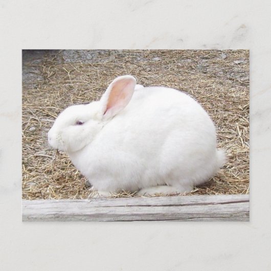 White Bunny Rabbit Briefkaart (Voorkant)