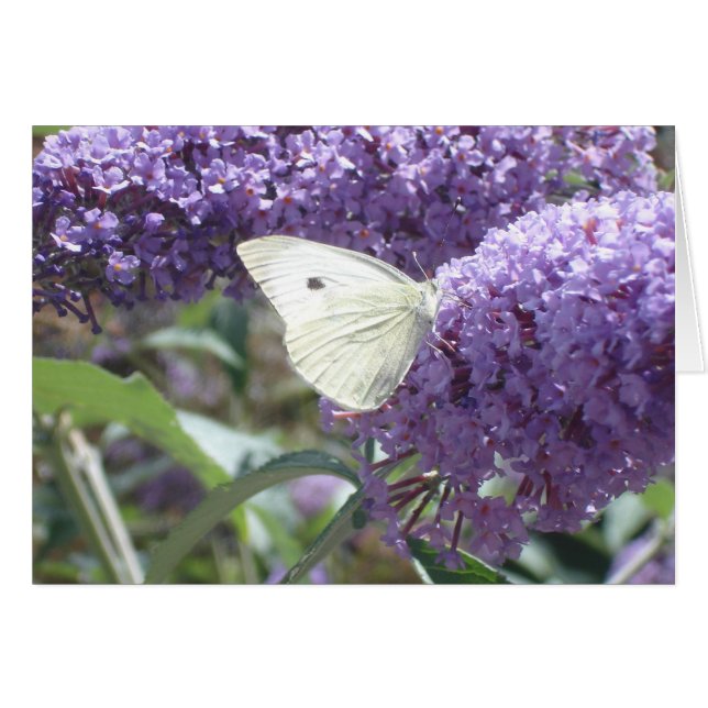 White Butterfly-kaart (Voorkant Horizontaal)
