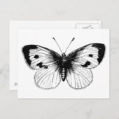  White Cabbage Butterfly Illustratie Briefkaart (Voorkant / Achterkant)