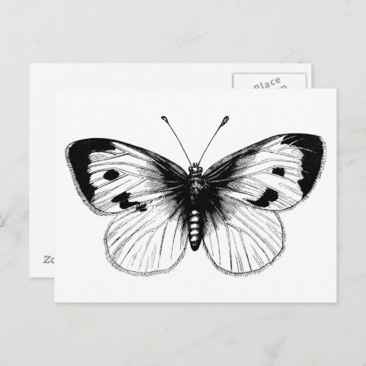  White Cabbage Butterfly Illustratie Briefkaart (Voorkant / Achterkant)