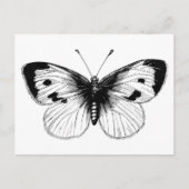  White Cabbage Butterfly Illustratie Briefkaart (Voorkant)