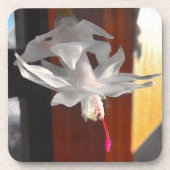 White Cactus Flower Onderzetter (Voorkant)