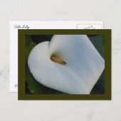 White Cala Lily Briefkaart (Voorkant / Achterkant)