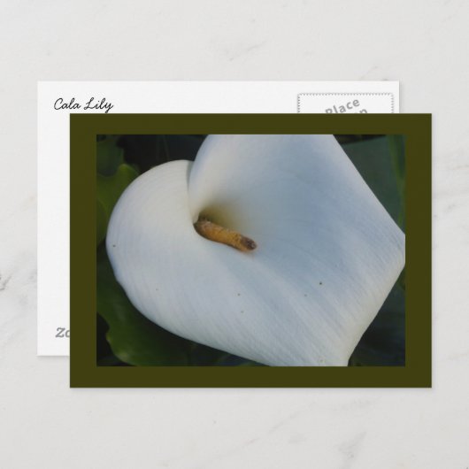 White Cala Lily Briefkaart (Voorkant / Achterkant)