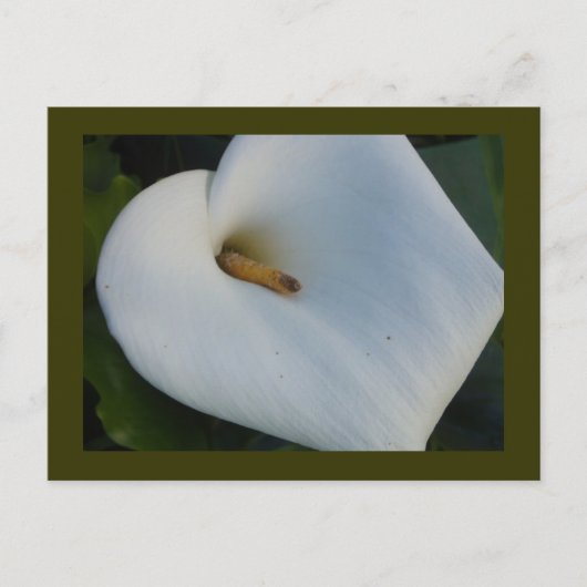 White Cala Lily Briefkaart (Voorkant)