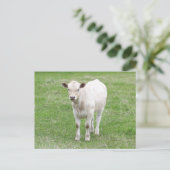White Calf Briefkaart (Staand voorkant)