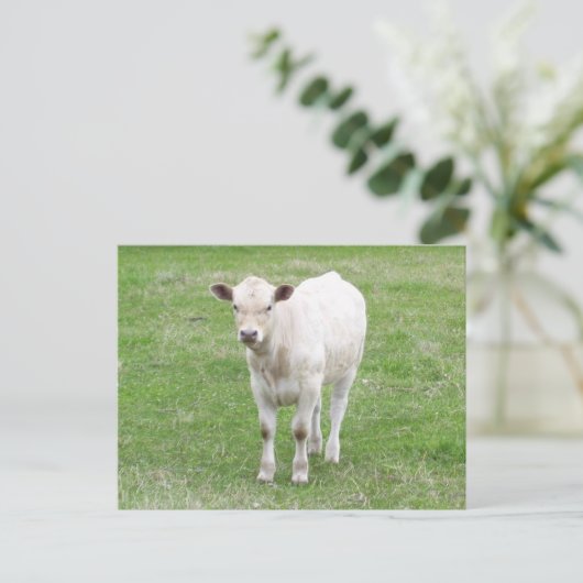 White Calf Briefkaart (Staand voorkant)