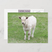 White Calf Briefkaart (Voorkant / Achterkant)