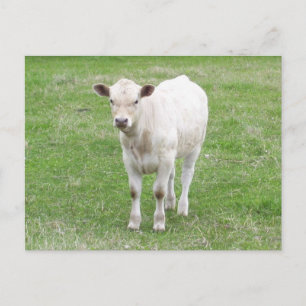 White Calf Briefkaart