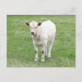 White Calf Briefkaart (Voorkant)