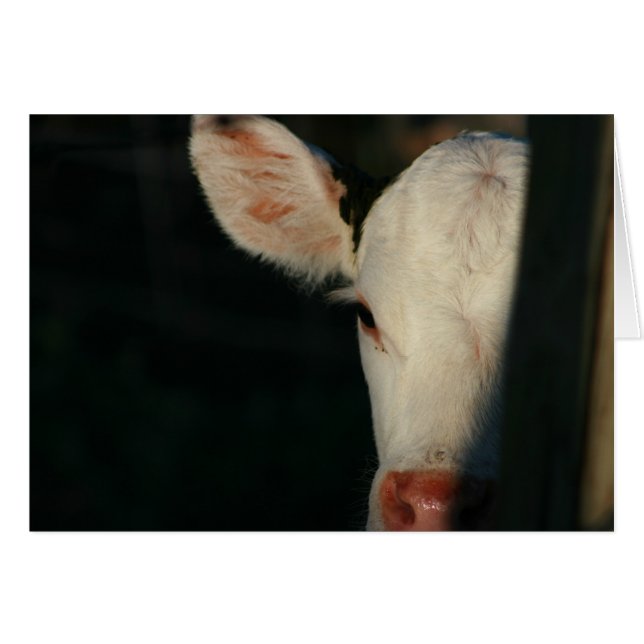 White Calf Face (Voorkant Horizontaal)