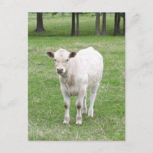 White Calf Post Card Briefkaart