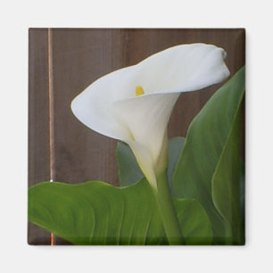 White Cali Lily Magneet