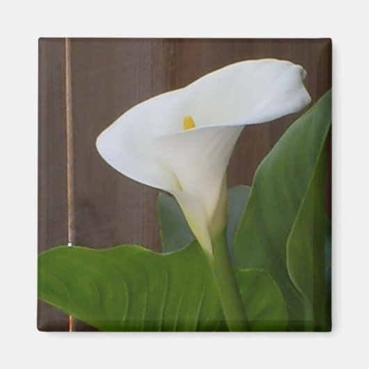 White Cali Lily Magneet (Voorkant)