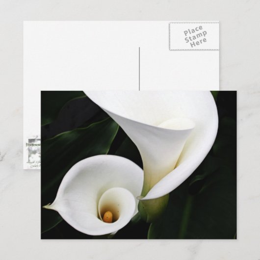White calla Lillies Briefkaart (Voorkant / Achterkant)
