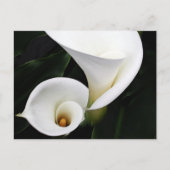 White calla Lillies Briefkaart (Voorkant)