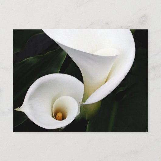 White calla Lillies Briefkaart (Voorkant)