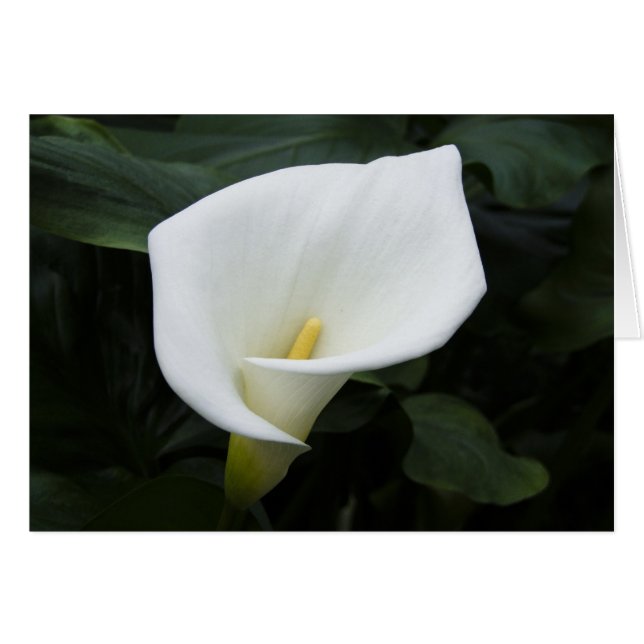 White Calla Lily (Voorkant Horizontaal)