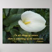 White Calla Lily Aristoteles Filosofisch citaat Folie Afdrukken (Voorkant)