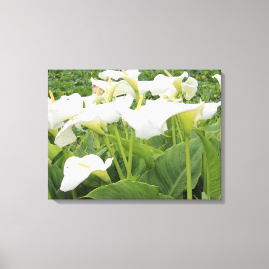 White Calla Lily Canvas Afdruk (Voorkant)