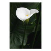 White Calla Lily en Dark Leaves Floral Foto Afdruk (Voorkant)