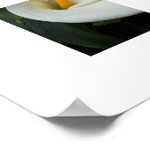 White Calla Lily Floral Photographic Poster (Hoek)