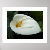 White Calla Lily Floral Photographic Poster (Voorkant)