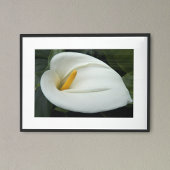 White Calla Lily Floral Photographic Poster