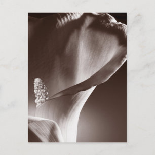 White Calla Lily Flower Black Achtergrond Briefkaart