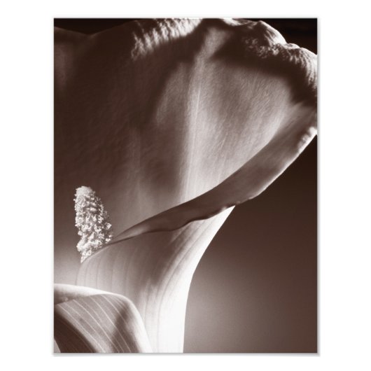 White Calla Lily Flower Black Achtergrond Foto Afdruk (Voorkant)