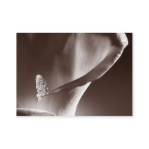 White Calla Lily Flower Black Achtergrond