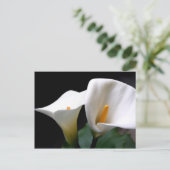 White Calla Lily Flower Briefkaart (Staand voorkant)