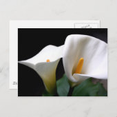 White Calla Lily Flower Briefkaart (Voorkant / Achterkant)