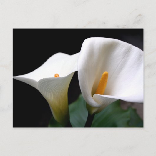 White Calla Lily Flower Briefkaart (Voorkant)