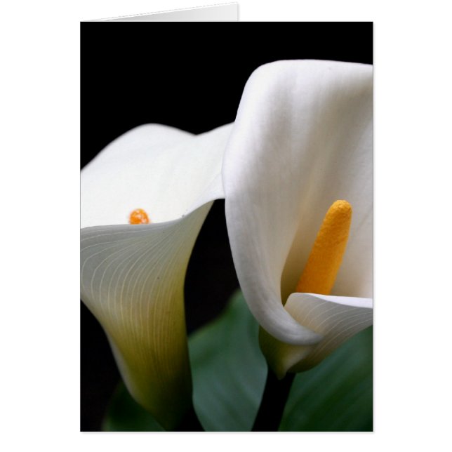 White Calla Lily Flower Greetign Card (Voorkant)