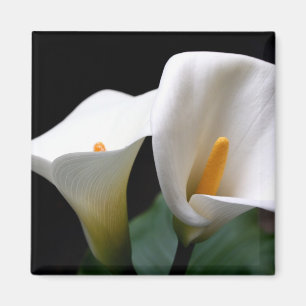 White Calla Lily Flower Square Magnet 