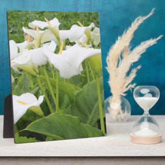 White Calla Lily Fotoplaat