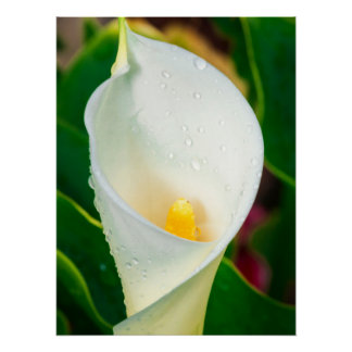 White Calla Lily Macro Botanical Photo Nature Art Perfect Poster