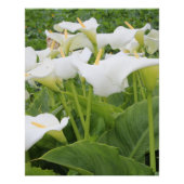 White Calla Lily Perfect Poster (Voorkant)